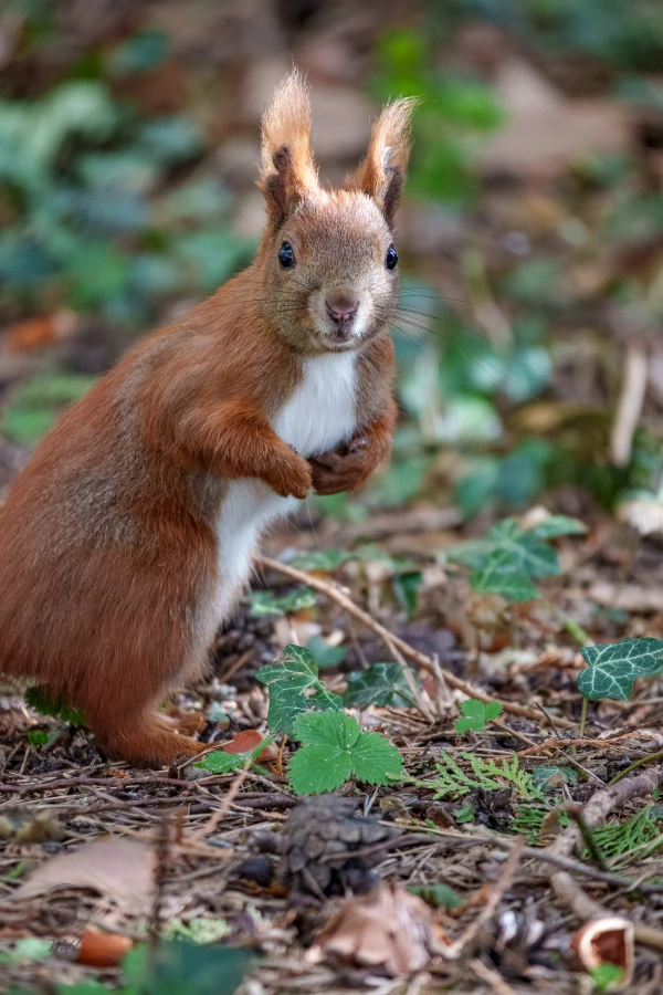 Eichh&ouml;rnchen im Botanischen Garten