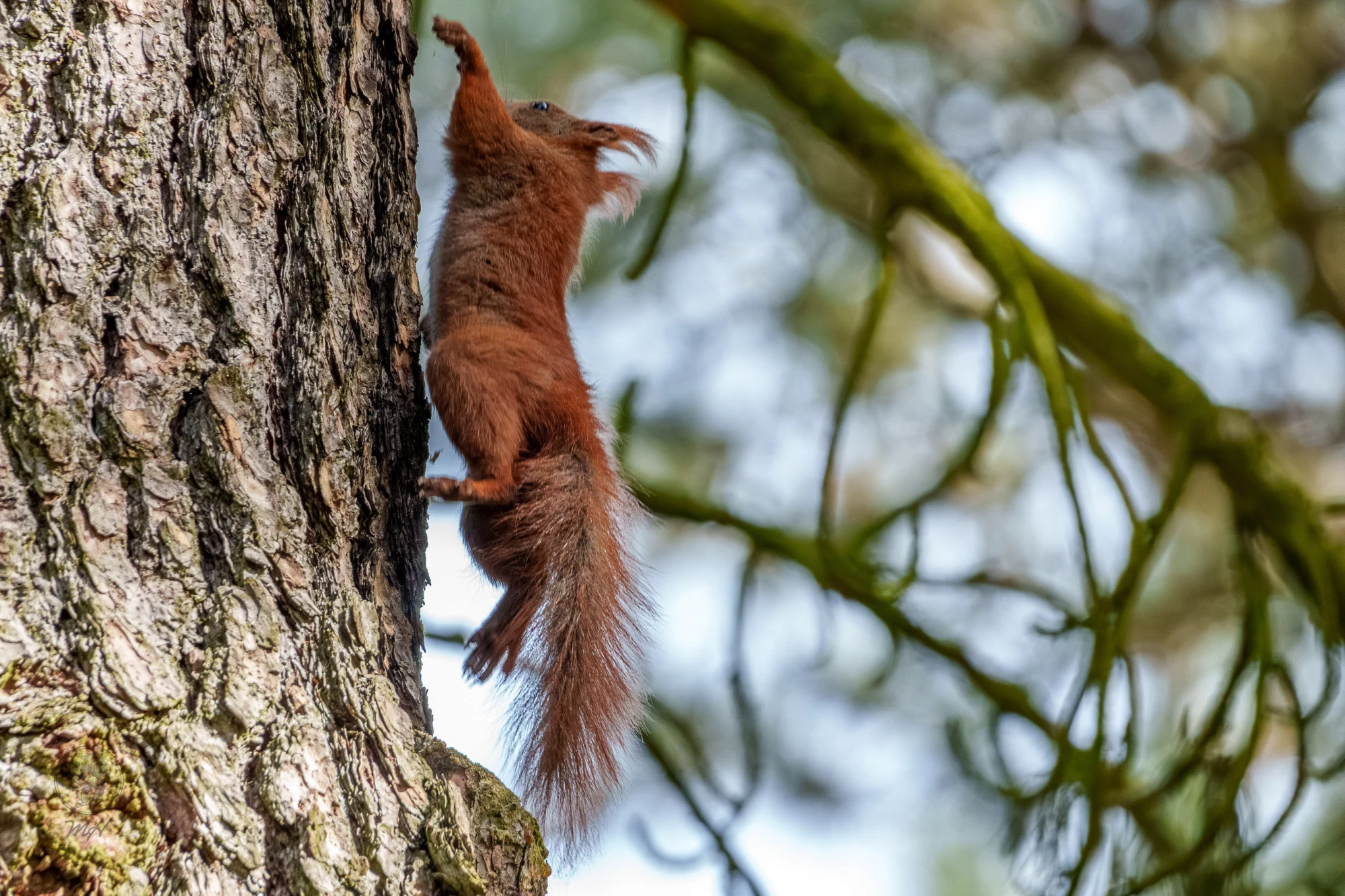 Eichh&ouml;rnchen im Botanischen Garten Berlin