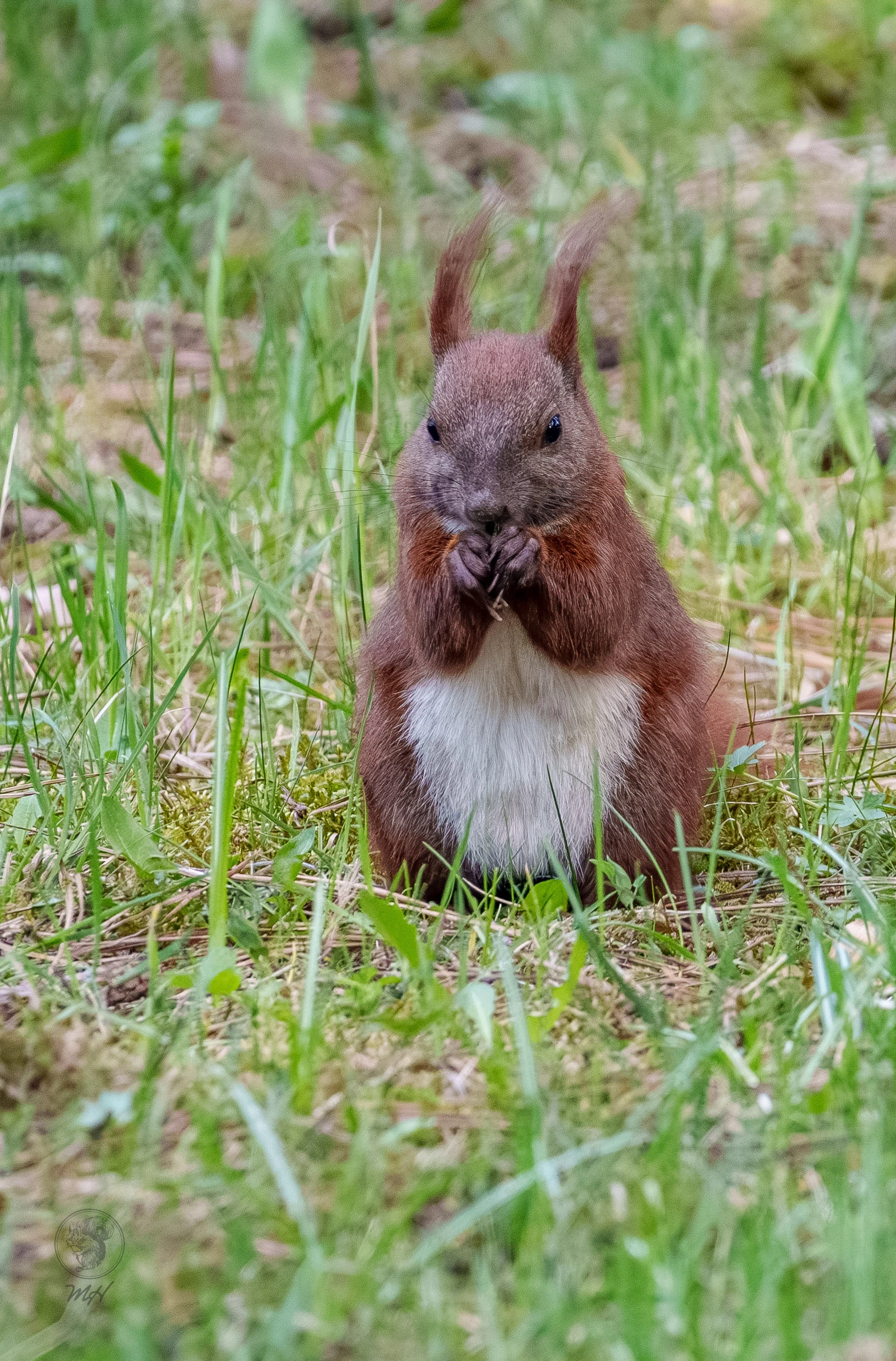 Eichh&ouml;rnchen im Botanischen Garten Berlin