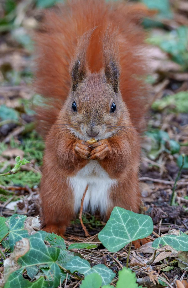 Eichh&ouml;rnchen im Botanischen Garten