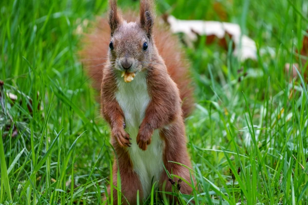 Ein Eichh&ouml;rnchen sitzt im Gras. Es frisst ein kleines St&uuml;ck Nahrung.