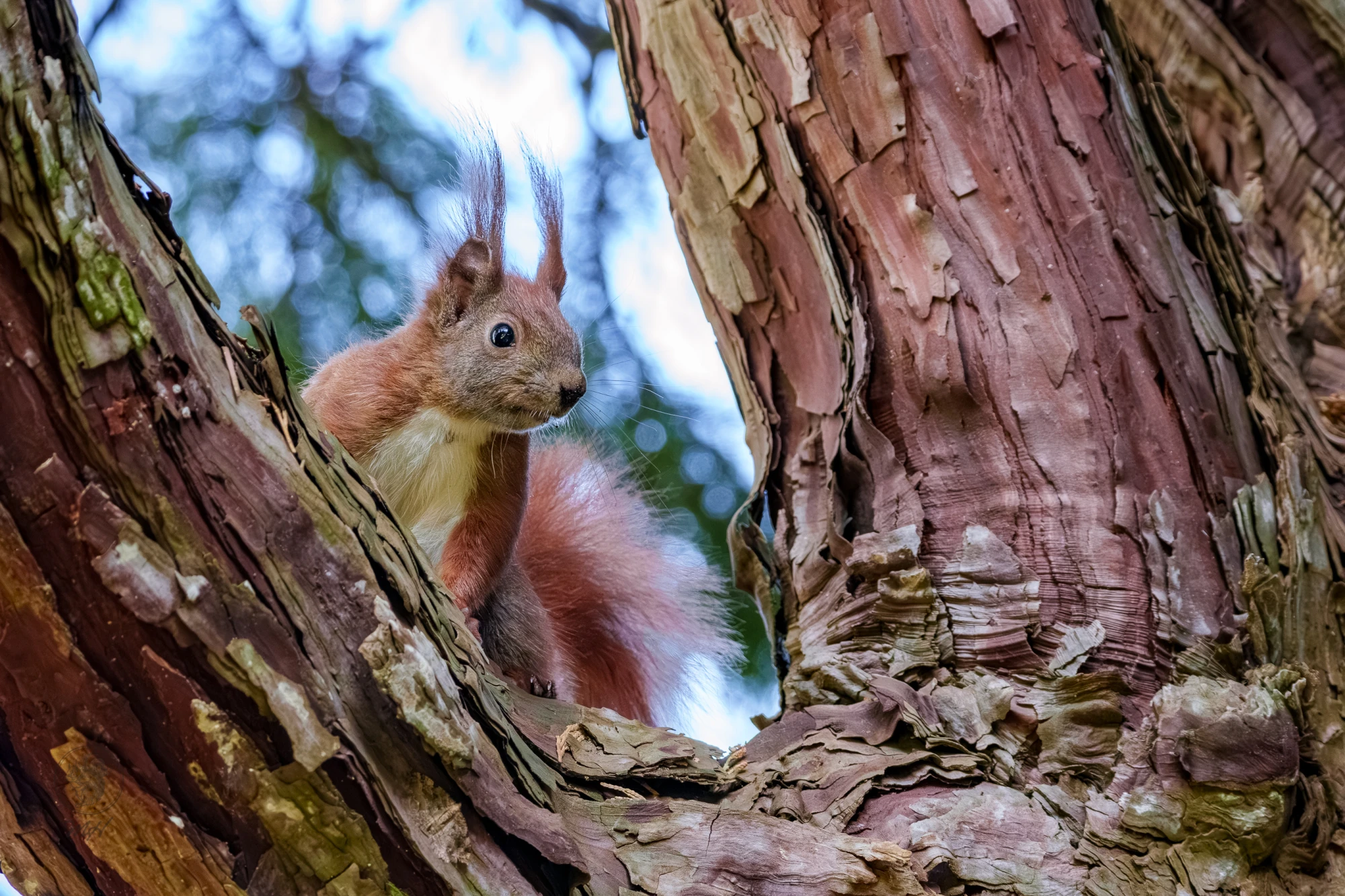 Ein Eichh&ouml;rnchen sitzt in einer &Ouml;ffnung des Baumstammes. Es blickt nach vorne.