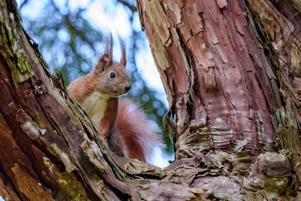 Ein Eichh&ouml;rnchen sitzt in einer &Ouml;ffnung des Baumstammes. Es blickt nach vorne.