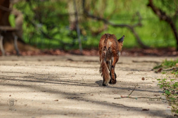Ein Fuchs geht auf einem Weg. Er dreht der Kamera den R&uuml;cken zu.