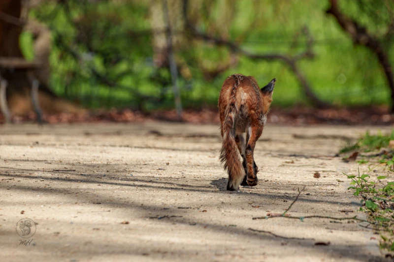 Ein Fuchs geht auf einem Weg. Er dreht der Kamera den R&uuml;cken zu.