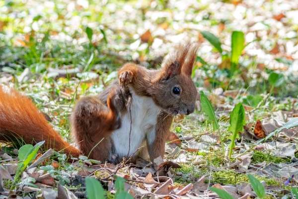 Ein Eichh&ouml;rnchen steht auf dem Laub. Es blickt nach vorne.