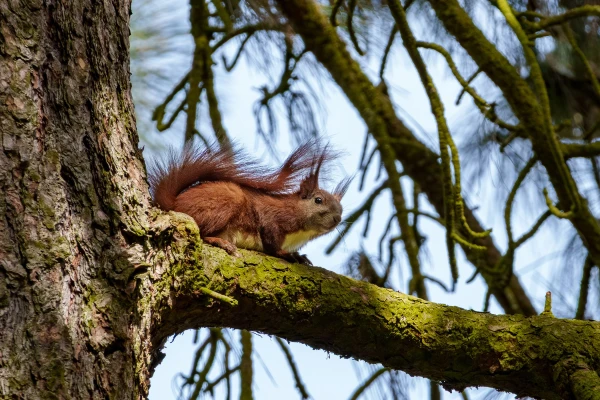 Eichh&ouml;rnchen im Botanischen Garten Berlin