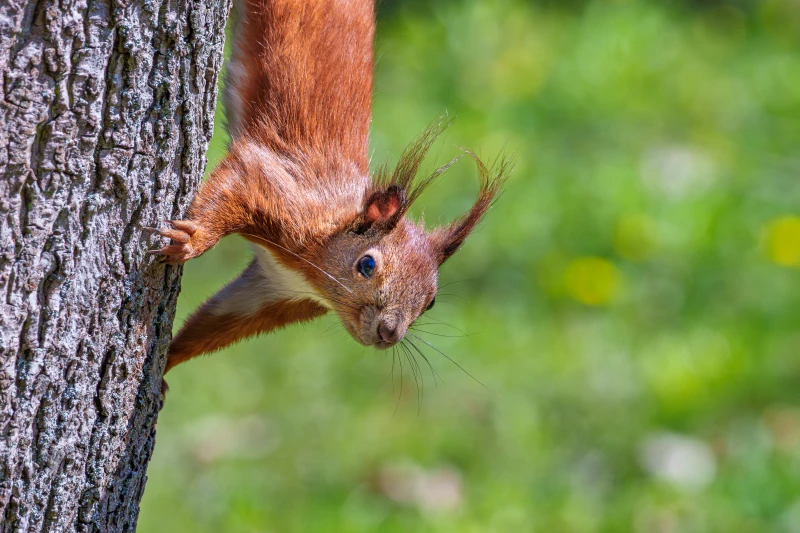 Ein Eichh&ouml;rnchen h&auml;ngt kopf&uuml;ber an einem Baumstamm. Es schaut nach vorne.