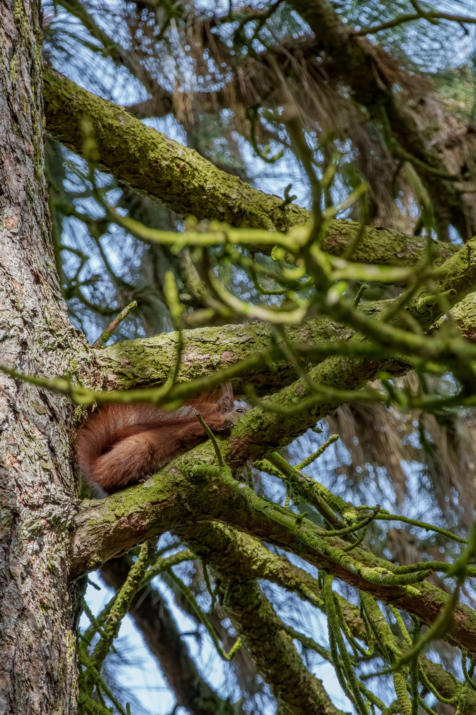 Eichh&ouml;rnchen im Botanischen Garten Berlin