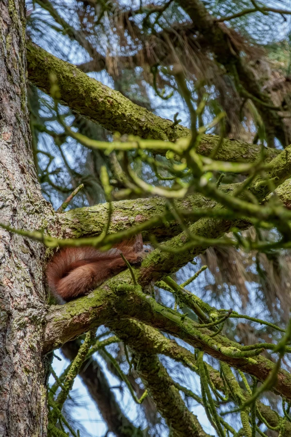 Eichh&ouml;rnchen im Botanischen Garten Berlin