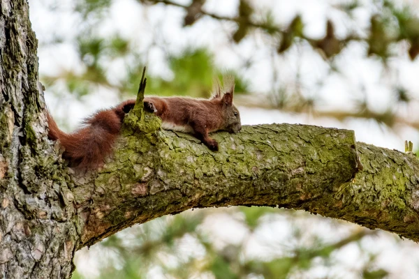 Eichh&ouml;rnchen im Botanischen Garten Berlin