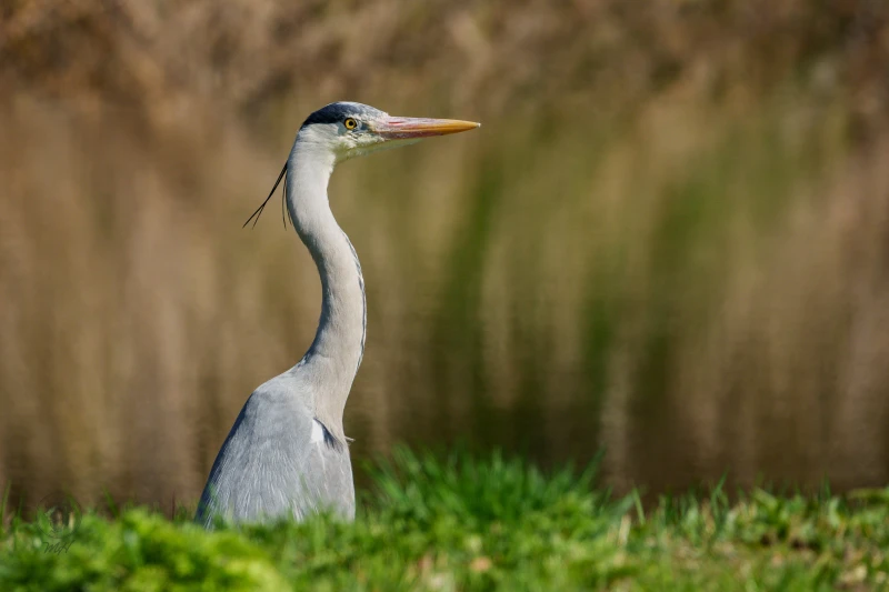Ein Reiher steht auf einer Grasfl&auml;che. Der Vogel blickt nach rechts.