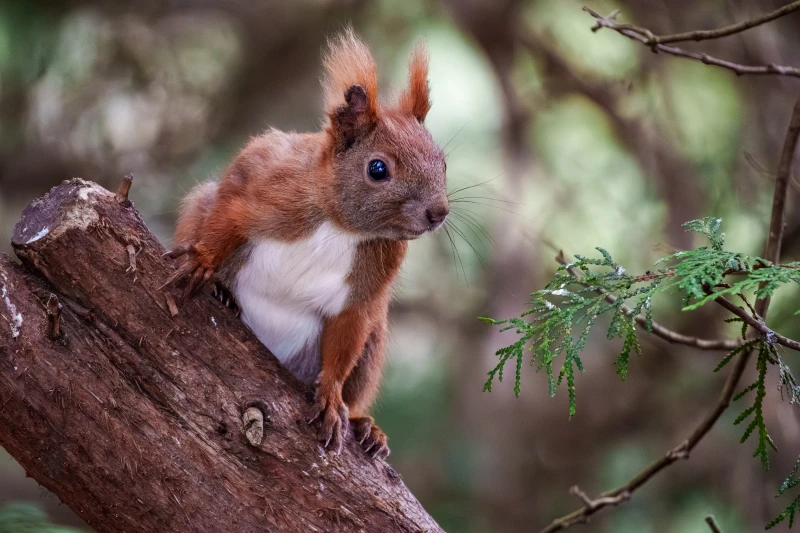 Ein Eichh&ouml;rnchen sitzt auf einem Ast. Es blickt nach rechts.