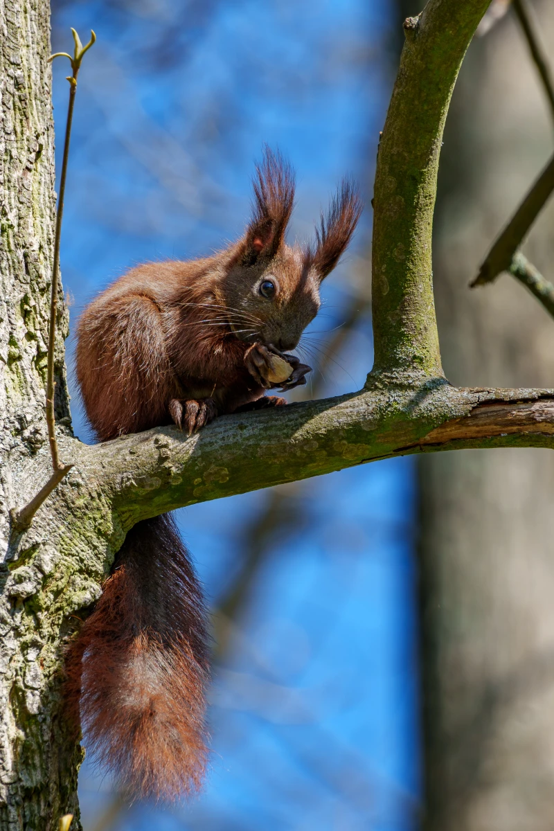 Ein Eichh&ouml;rnchen sitzt auf einem Ast und frisst eine Nuss.