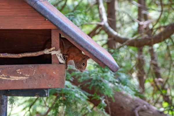 Ein Eichh&ouml;rnchen befindet sich in einem Holzkasten. Es schaut nach au&szlig;en.