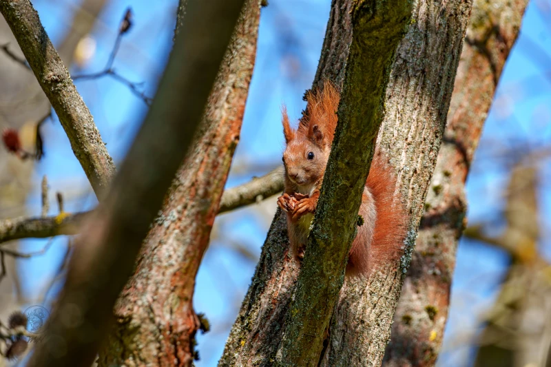 Ein Eichh&ouml;rnchen frisst eine Nuss an einem Baumstamm.