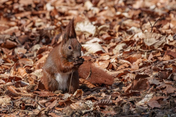 Eichh&ouml;rnchen im Botanischen Garten Berlin