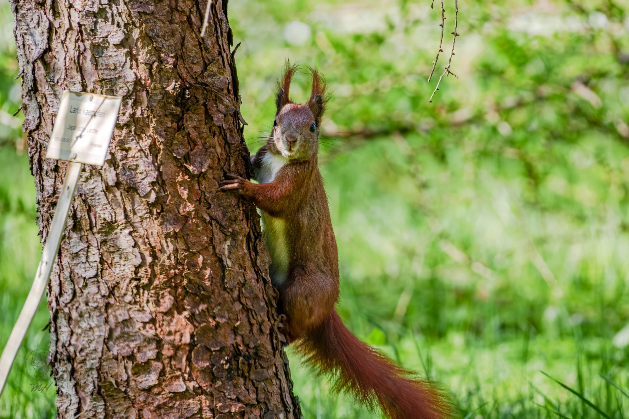 Ein Eichh&ouml;rnchen klammert sich an einen Baumstamm. Es sitzt auf der Rinde und schaut nach vorn.