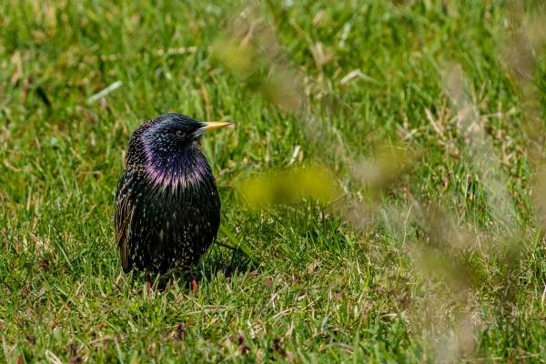 Ein Star auf einer Wiese