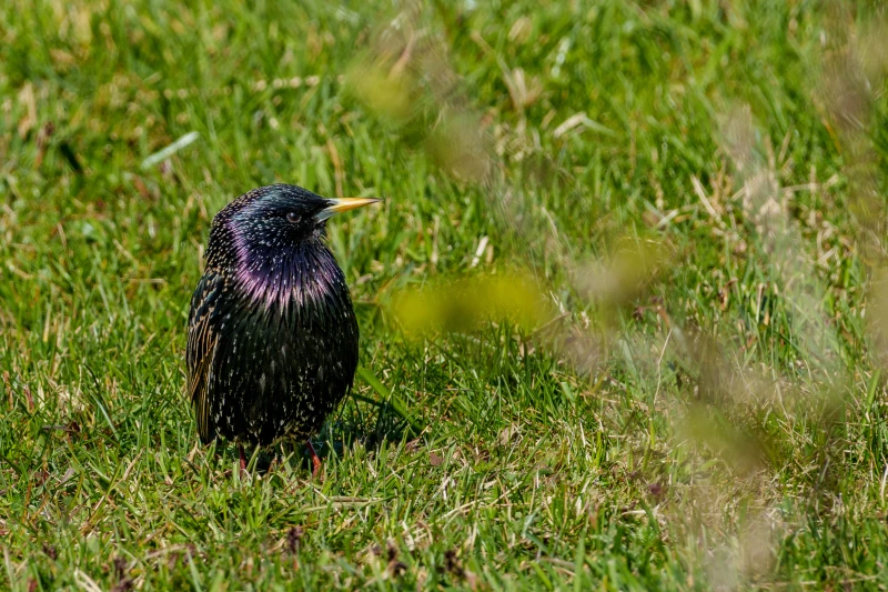 Ein Star auf einer Wiese