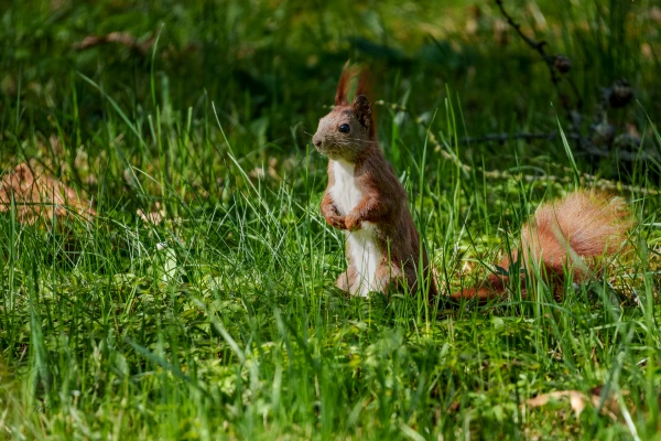 Ein Eichh&ouml;rnchen steht im Gras. Es untersucht die unmittelbare Umgebung.