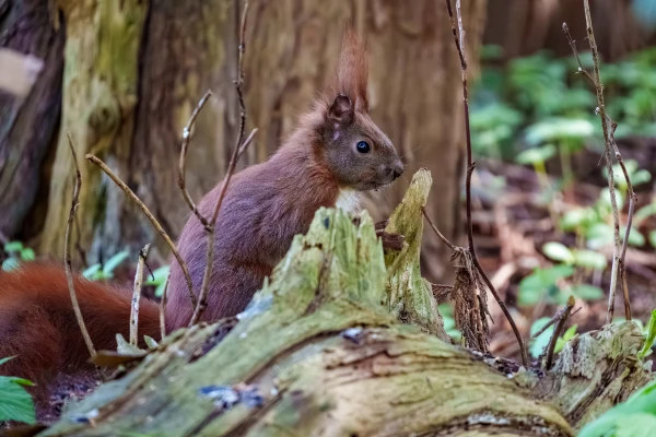 Ein Eichh&ouml;rnchen sitzt auf einem Holzstumpf. Es befindet sich im Waldgebiet und blickt nach rechts.