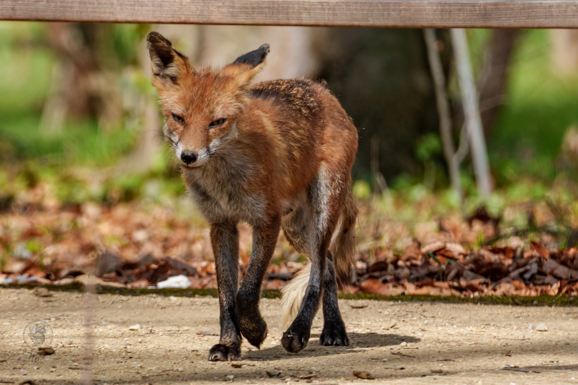 Ein Fuchs bewegt sich durch das Gel&auml;nde.