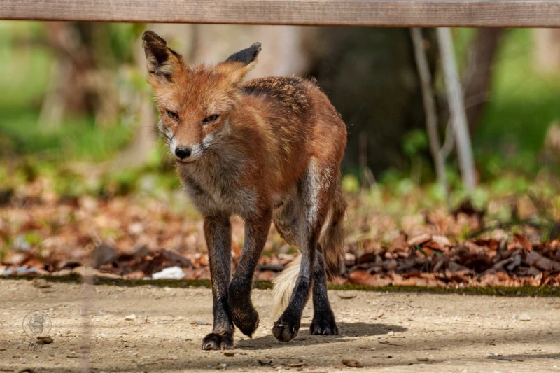 Ein Fuchs bewegt sich durch das Gel&auml;nde.