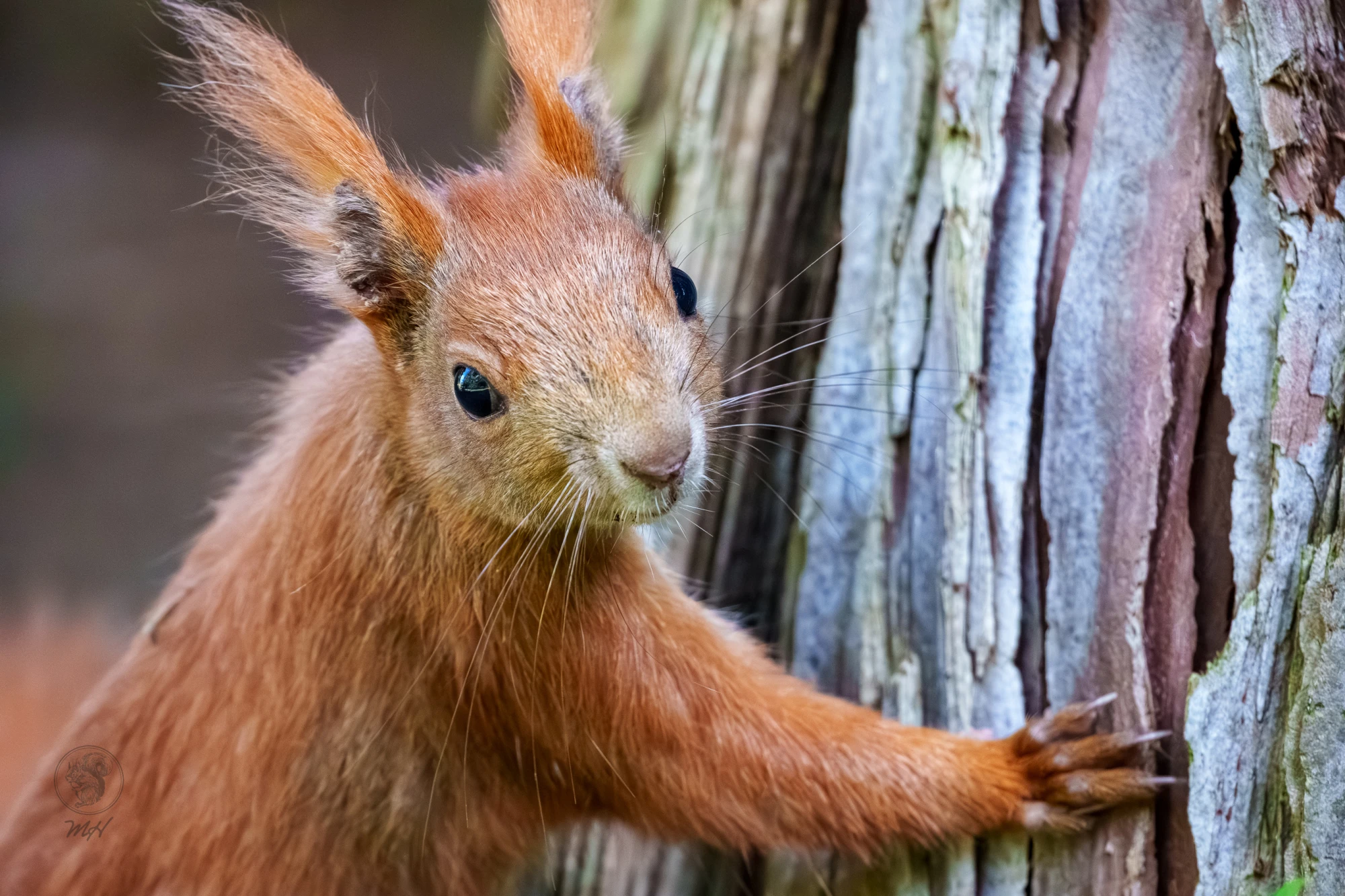 Ein Eichh&ouml;rnchen befindet sich an einem Baumstamm. Es streckt die Pfote und schaut nach vorne.