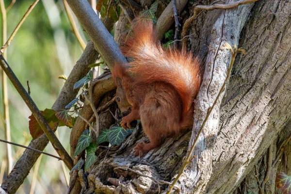Ein Eichh&ouml;rnchen befindet sich in einer Vertiefung des Baumstammes. Es lehnt sich an &Auml;ste und schaut nach au&szlig;en.