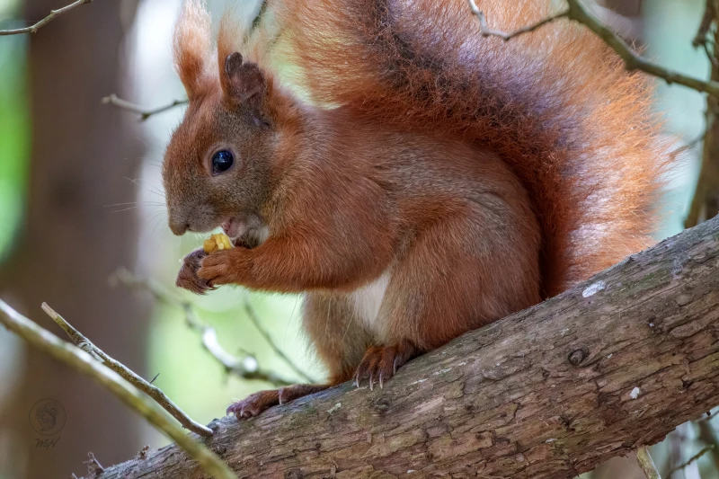 Ein Eichh&ouml;rnchen sitzt auf einem Ast. Es frisst dort eine Nahrung.