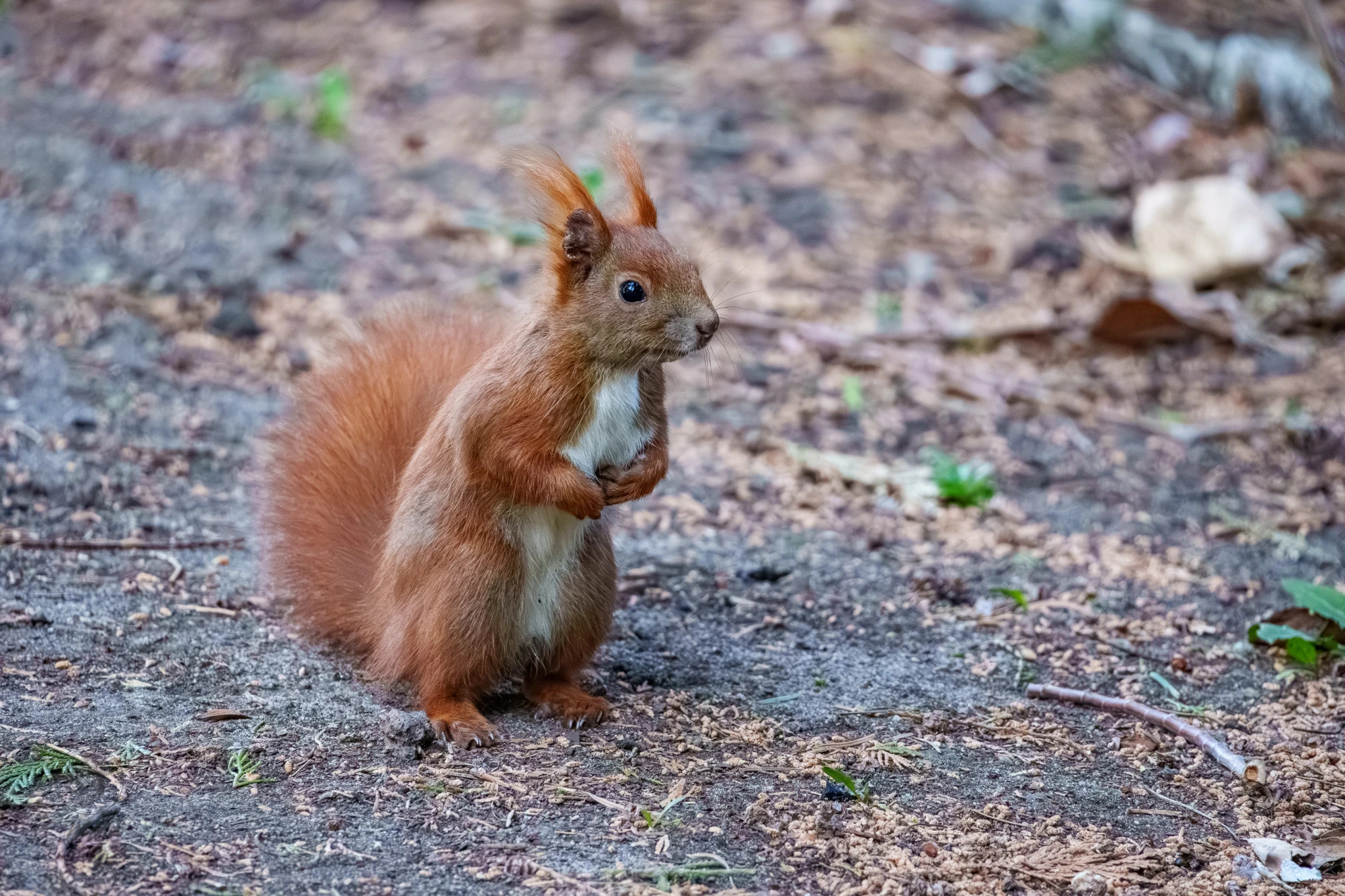 Ein Eichh&ouml;rnchen sitzt auf dem Boden. Es h&auml;lt einen Gegenstand mit den Pfoten.