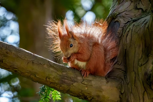 Ein Eichh&ouml;rnchen sitzt auf einem Ast. Es h&auml;lt etwas mit den Vorderpfoten.