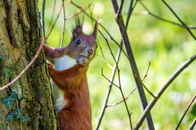 Ein Eichh&ouml;rnchen h&auml;ngt an einem Baumstamm. Es hat eine Nuss im Maul.