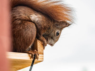 Eichhörnchen