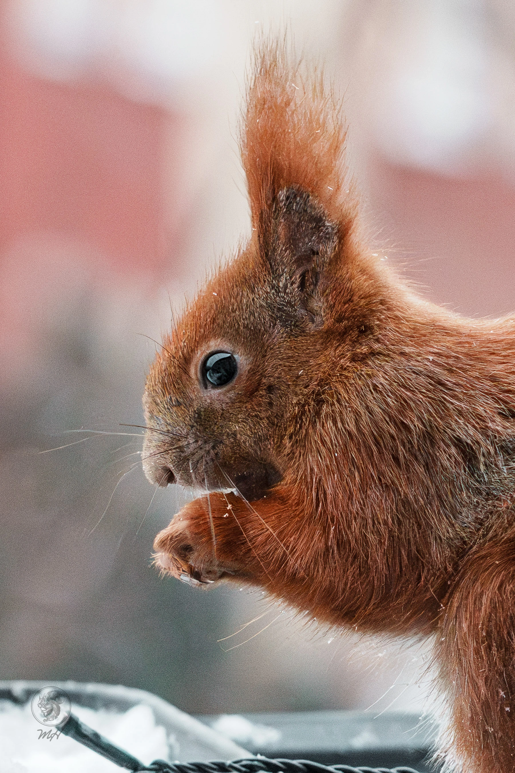 pixelgraphix-manuela-hoffmann-2026-februar-04-17-2