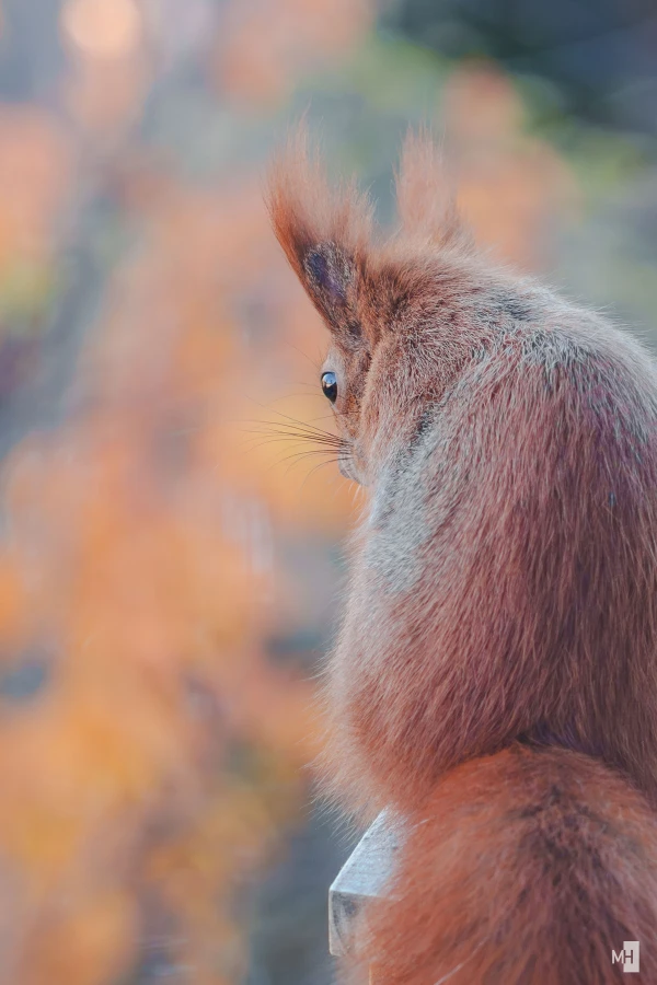 pixelgraphix-manuela-hoffmann-2025-november-06-36-2