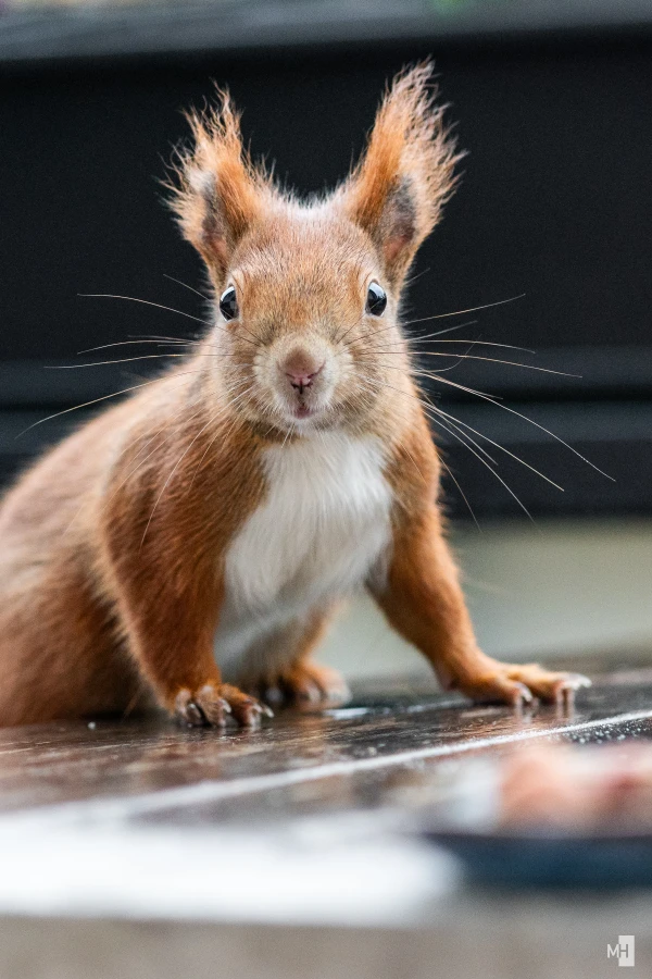 pixelgraphix-manuela-hoffmann-2024-dezember-15-23