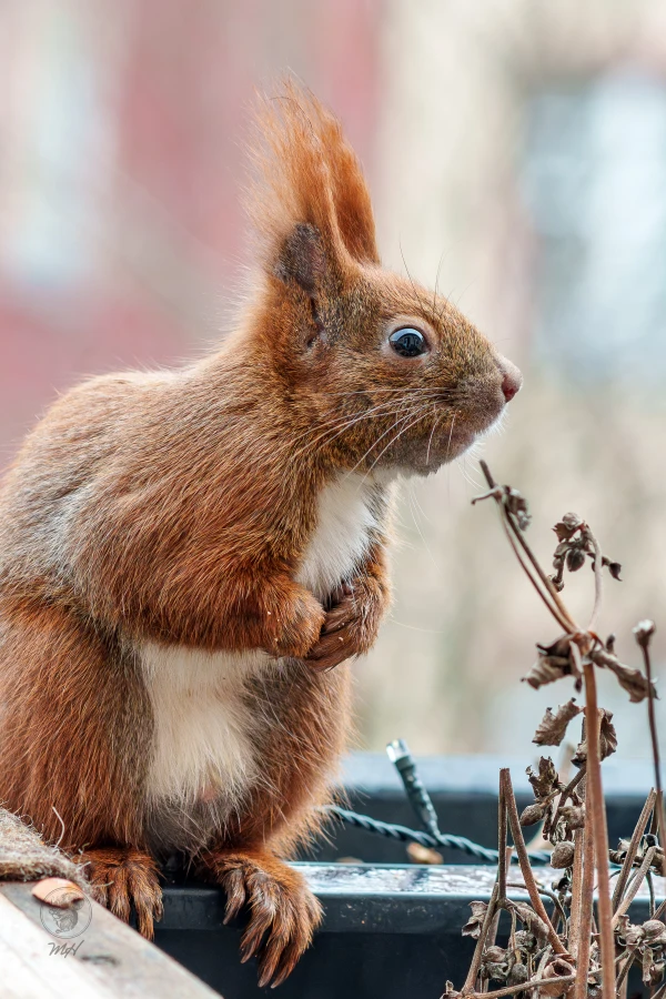 pixelgraphix-manuela-hoffmann-2026-februar-08-51-2