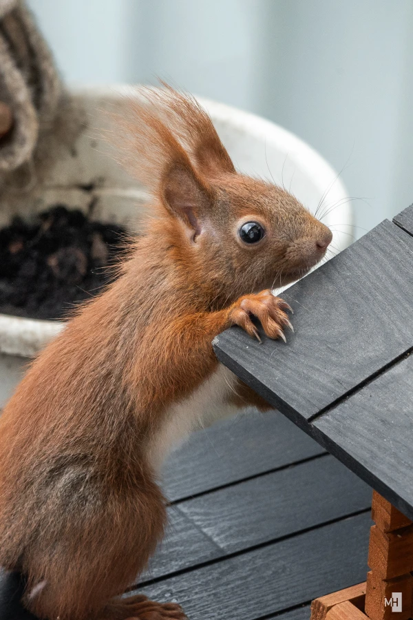 pixelgraphix-manuela-hoffmann-2025-april-23-11