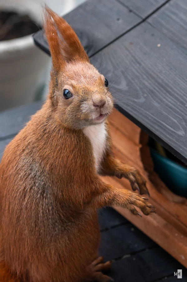 pixelgraphix-manuela-hoffmann-2024-dezember-18-06