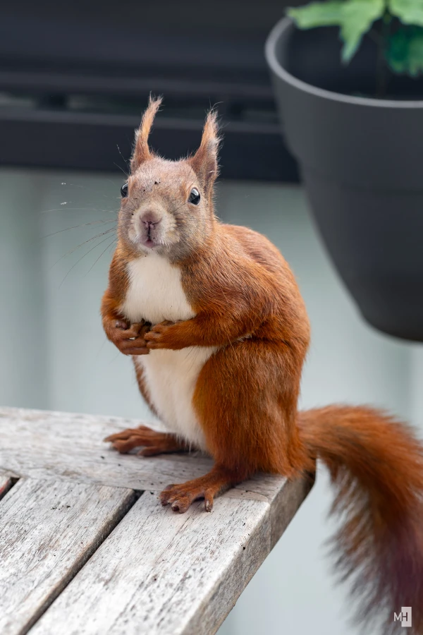 pixelgraphix-manuela-hoffmann-2025-mai-29-25