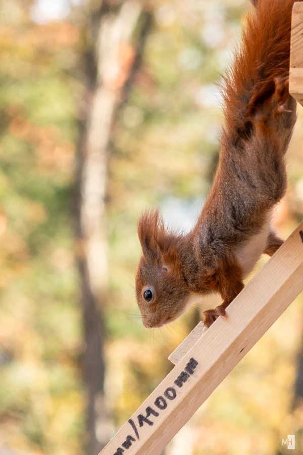 pixelgraphix-manuela-hoffmann-2025-april-01-41