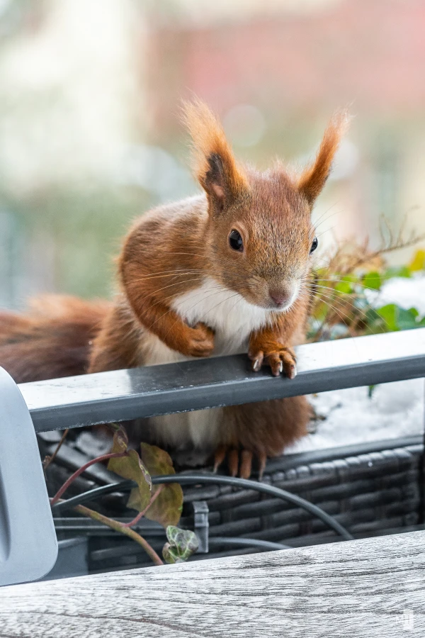 pixelgraphix-manuela-hoffmann-2025-februar-16-49