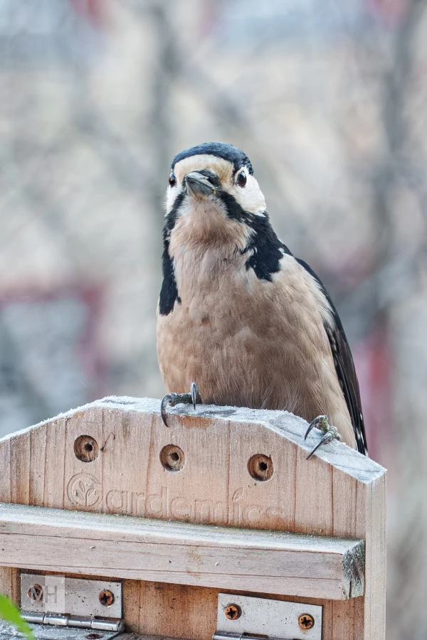 pixelgraphix-manuela-hoffmann-2025-november-21-41