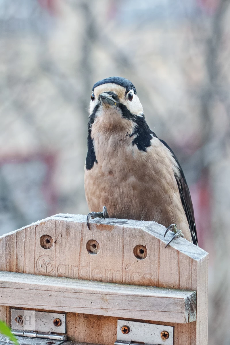 pixelgraphix-manuela-hoffmann-2025-november-21-41