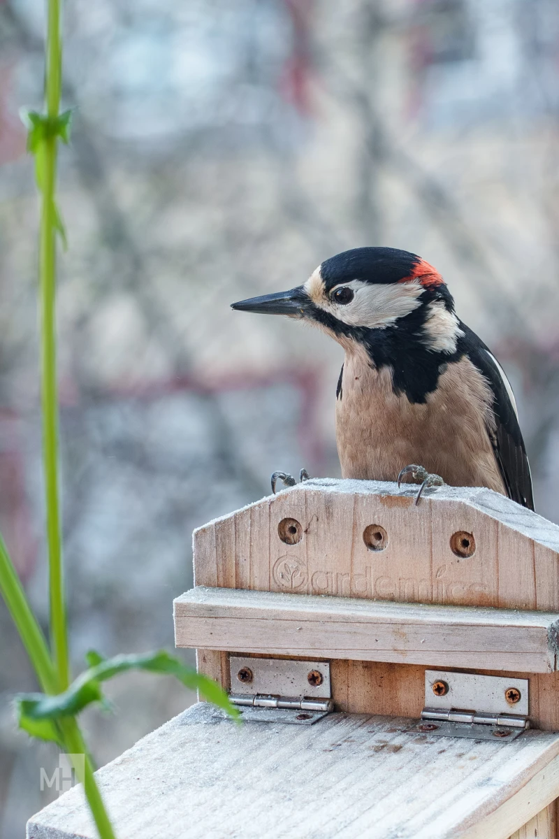 pixelgraphix-manuela-hoffmann-2025-november-21-31