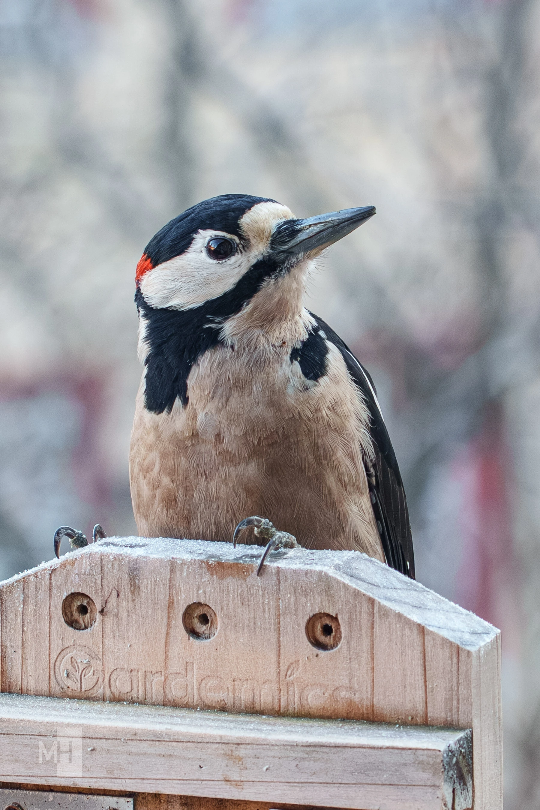 pixelgraphix-manuela-hoffmann-2025-november-21-33